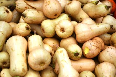 How to Grow Butternut Squash from Seed Image